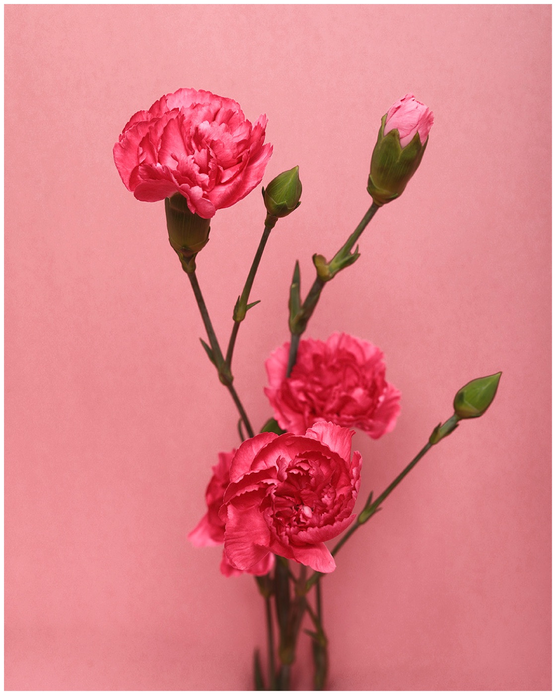 Pink carnations against a pink background.