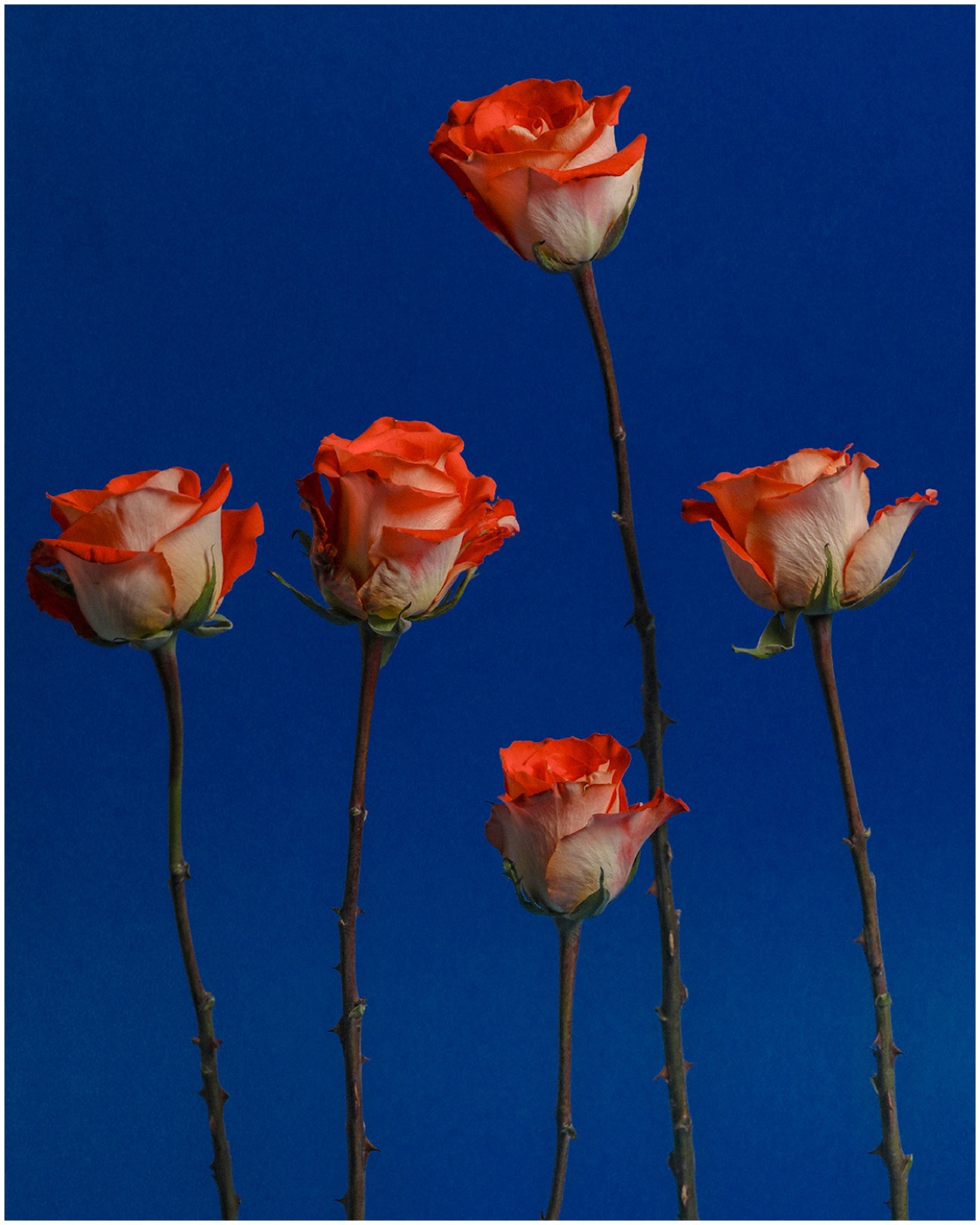 Five orange roses on long stems against a deep blue background.